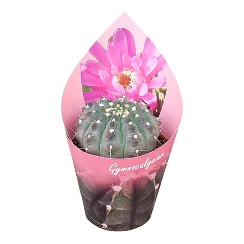 Gymnocalycium vatteri