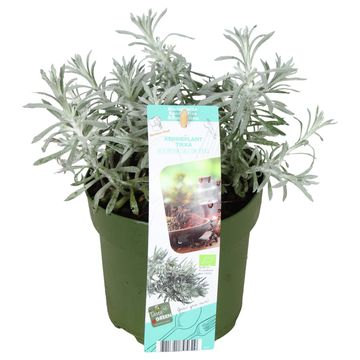 Helichrysum italicum 'Tikka'
