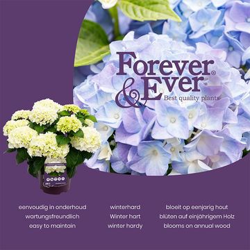 Hydrangea macrophylla FOREVER & EVER MIX