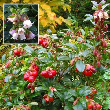 Vaccinium vitis-idaea 'Red Pearl'