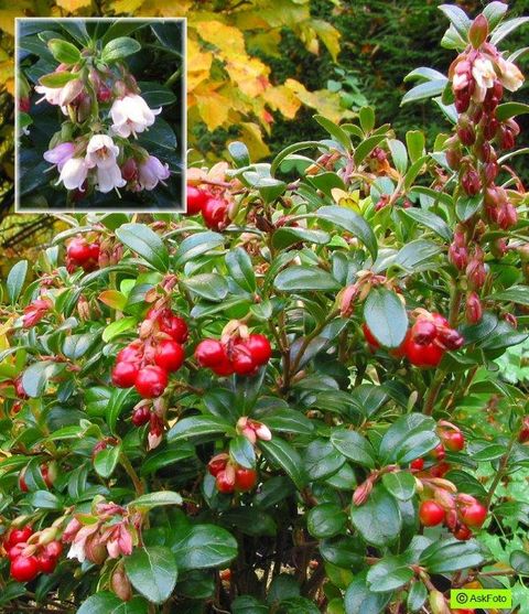 Vaccinium vitis-idaea 'Red Pearl'