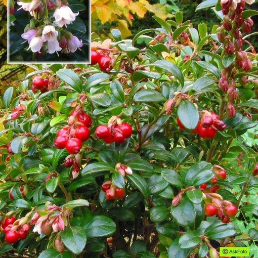 Vaccinium vitis-idaea 'Red Pearl'