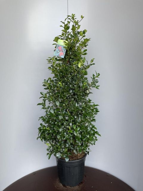 Ilex x meserveae 'Blue Maid'