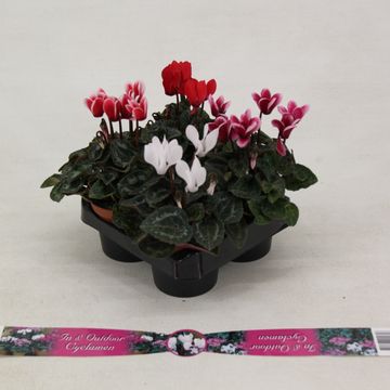 Cyclamen SUPER SERIE VERANO MIX