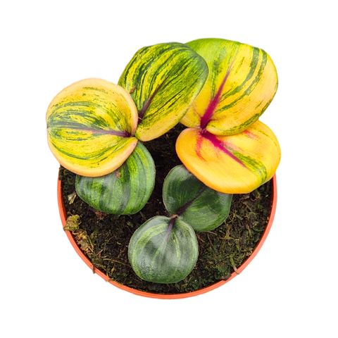 Geogenanthus ciliatus 'Aura Flame'