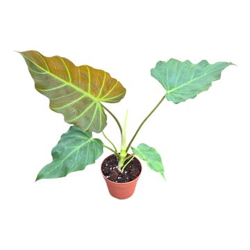 Philodendron 'Corsinianum'