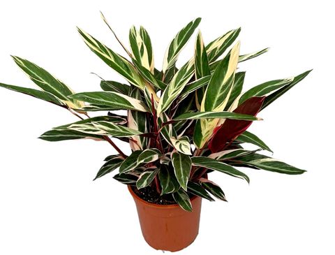 Stromanthe sanguinea 'Triostar'