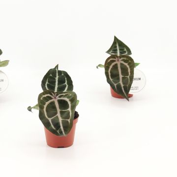 Anthurium 'Red Crystallinum'