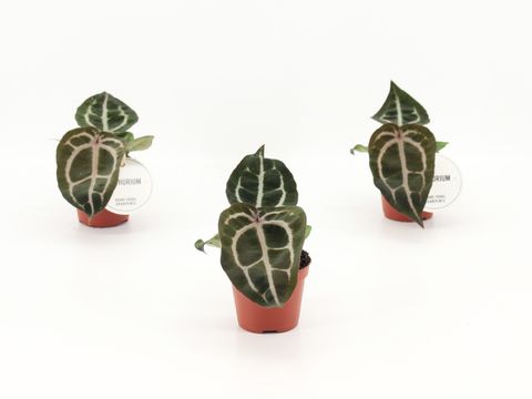 Антуриум 'Red Crystallinum'