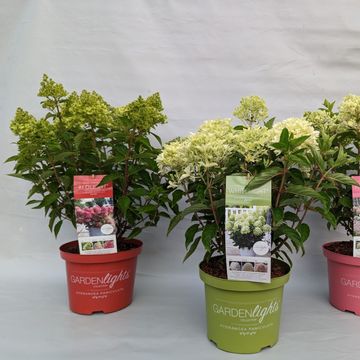 Hydrangea paniculata MIX