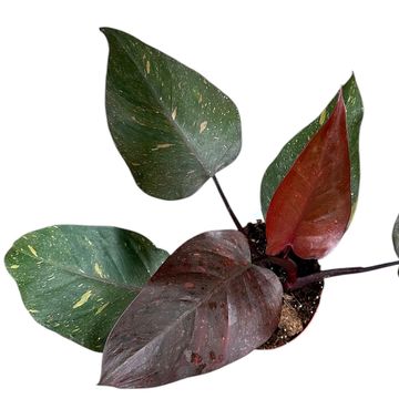 Philodendron 'Orange Princess'