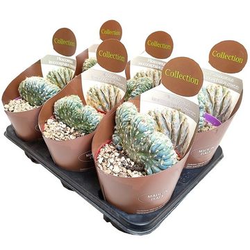 Pilosocereus leucocephalus cristata