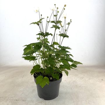 Anemone x hybrida 'Honorine Jobert'