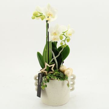 Arrangement Christmas