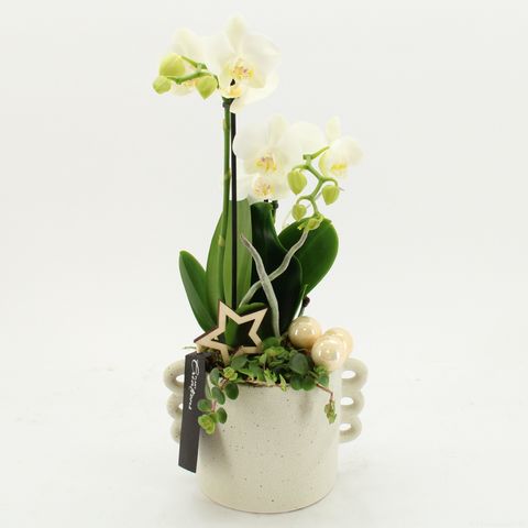 Arrangement Christmas