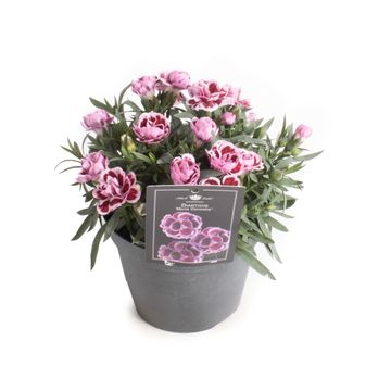 Dianthus 'Maria Carmelia'