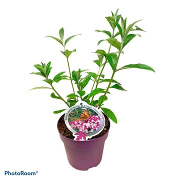 Buddleja davidii BERRIES & CREAM