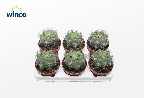 Gymnocalycium saglionis