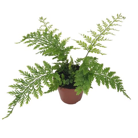 Asplenium bulbiferum 'Suze'