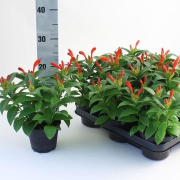 Aeschynanthus 'Carina'