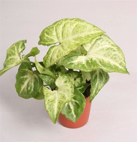 Syngonium 'White Butterfly'