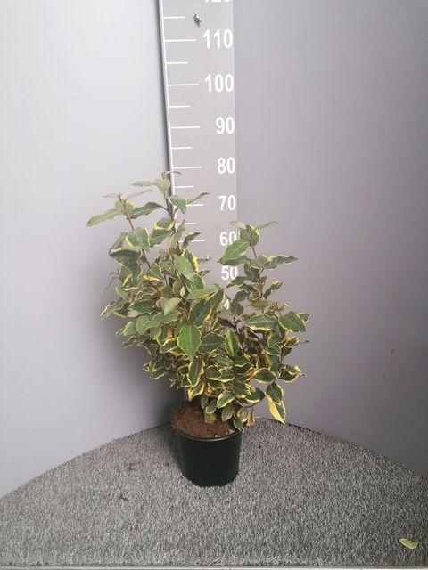 Elaeagnus x ebbingei 'Viveleg'