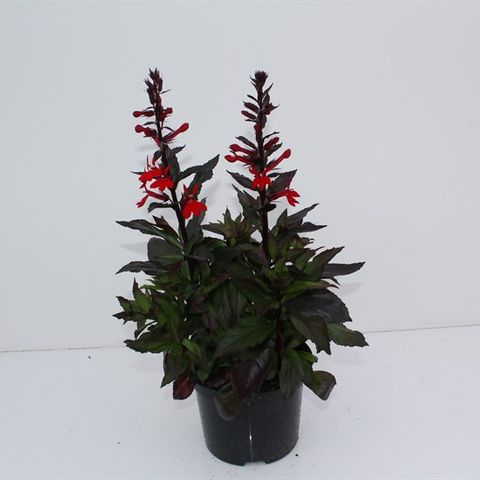 Lobelia x speciosa 'Starship Scarlet' — Plant Wholesale FlorAccess