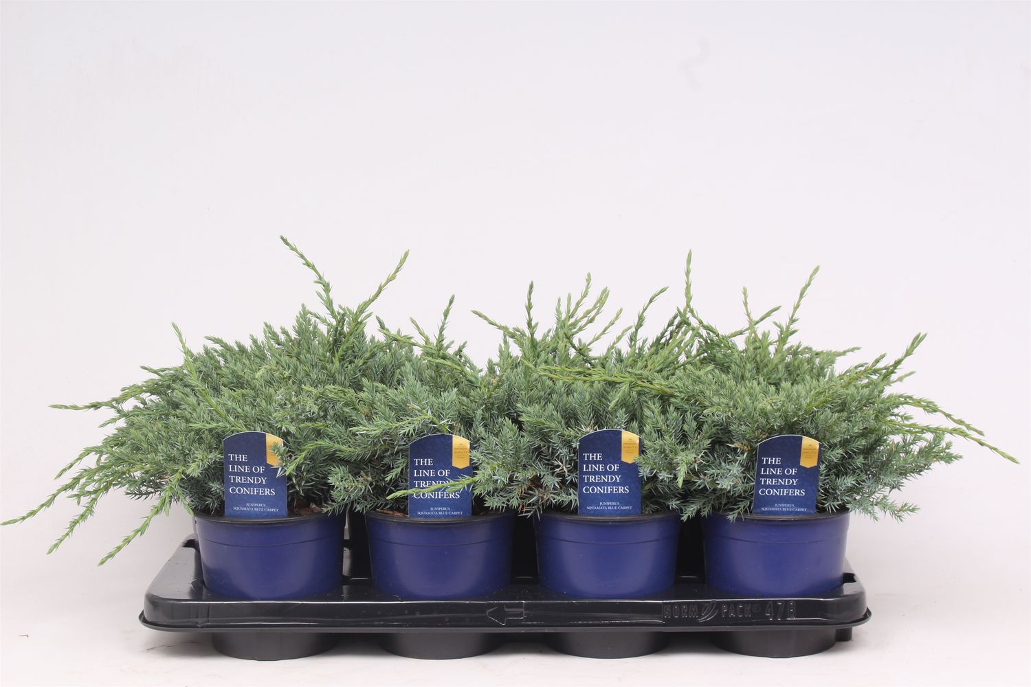 Juniperus squamata 'Blue Carpet' — Рослини оптом FlorAccess