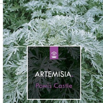 Artemisia 'Powis Castle'