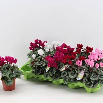 Cyclamen persicum MIX