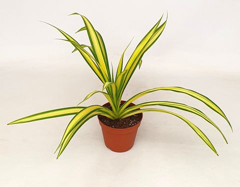 Pandanus baptistii 'Variegata'