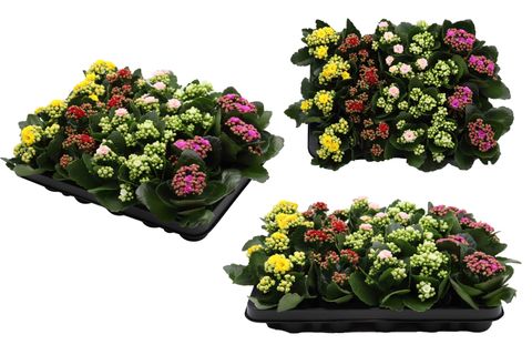 Kalanchoe blossfeldiana CALANDIVA MIX