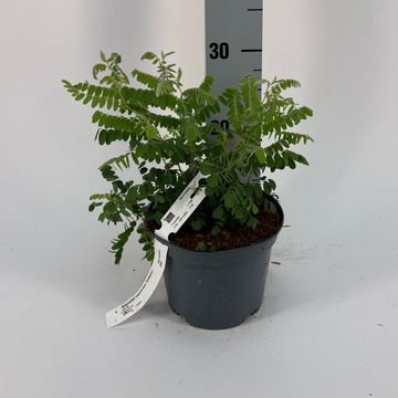 Amorpha canescens 'Indigogo'