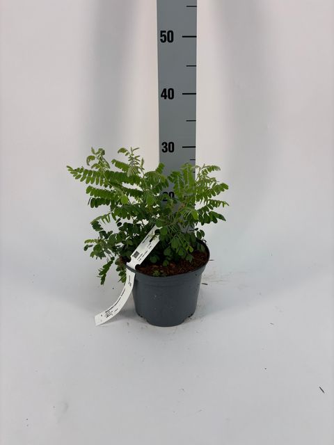 Amorpha canescens 'Indigogo'
