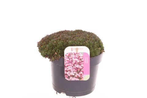 Saxifraga PIXIE PAN RED