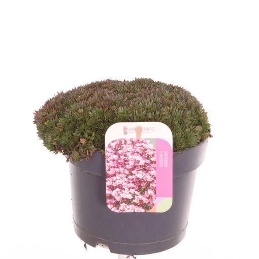 Saxifraga PIXIE PAN RED