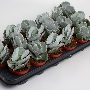 Cotyledon undulata