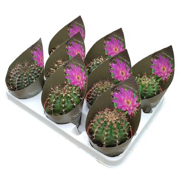 Gymnocalycium mihanovichii