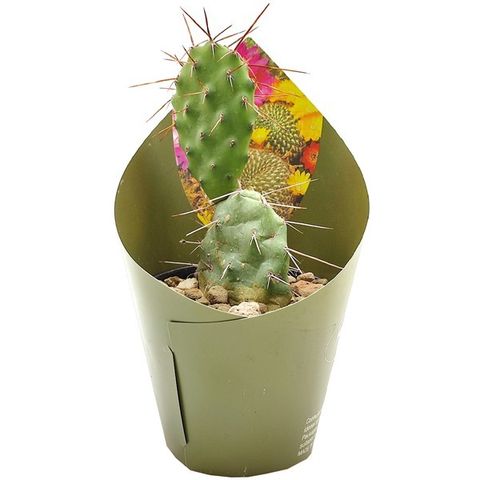 Opuntia sulphurea