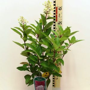 Hydrangea paniculata VANILLE FRAISE
