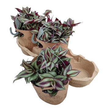 Tradescantia zebrina