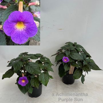 x Achimenantha 'Purple Sun'
