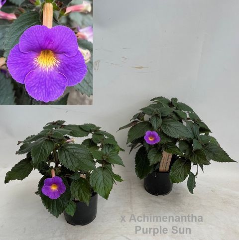 x Achimenantha 'Purple Sun'