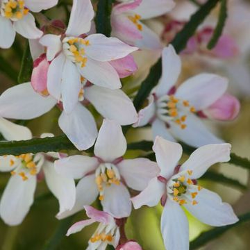 Choisya ternata APPLE BLOSSOM