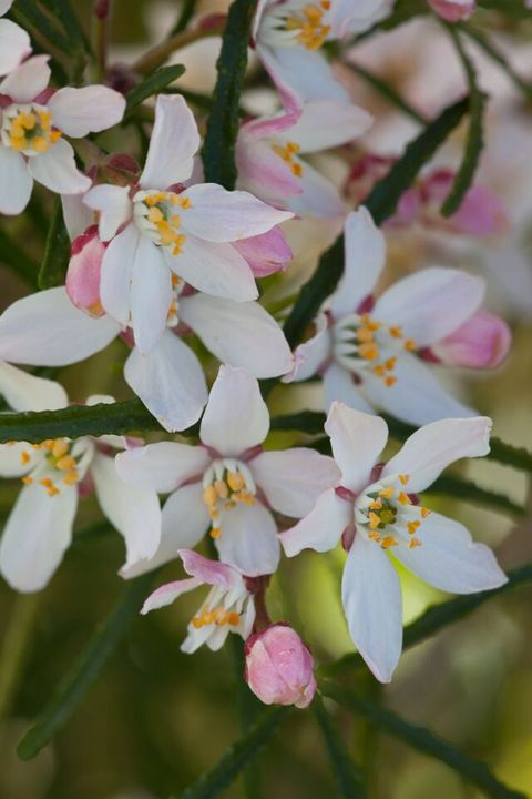 Choisya ternata APPLE BLOSSOM