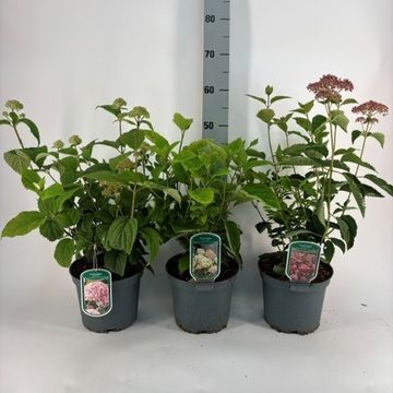 Hydrangea arborescens MIX
