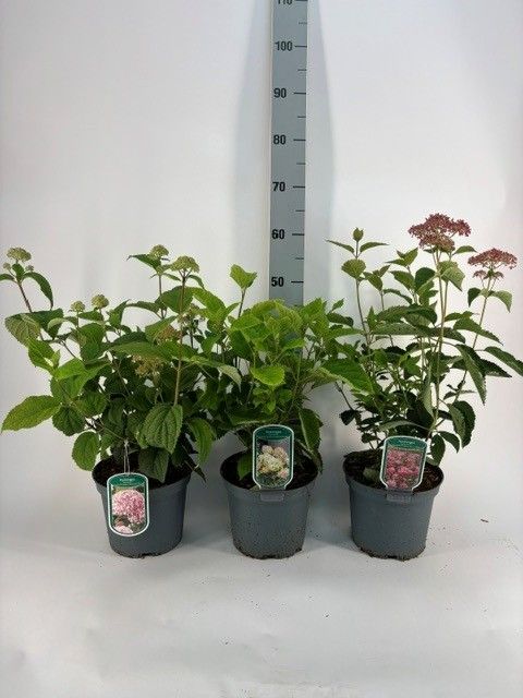 Hydrangea arborescens MIX