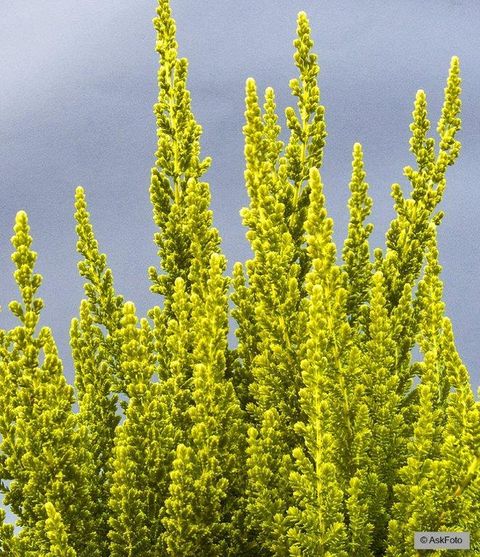 Calluna vulgaris GARDEN GIRLS ZETA