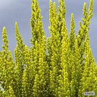 Calluna vulgaris GARDEN GIRLS ZETA