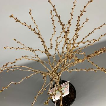 Prunus incisa 'Койоу-ноу-май'